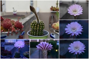 Prête pour une floraison nocturne